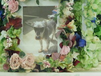 常陸大宮市愛犬勇気ちゃん