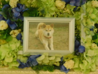 常陸太田市愛犬かんきちちゃん