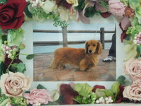 小美玉市愛犬ラッキーちゃん