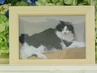 水戸市愛猫モクちゃん