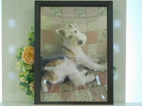 水戸市愛犬ルネちゃん