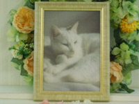 水戸市愛猫リリちゃん