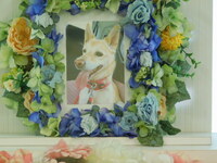 水戸市愛犬ハナコちゃん