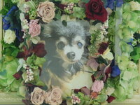 水戸市愛犬ふじこちゃん