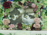 小美玉市愛猫ミｲちゃん