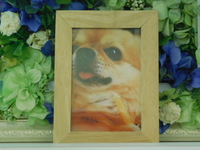 水戸市愛犬ぷるちゃん