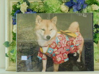 水戸市愛犬茶々丸ちゃん