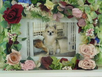 水戸市愛犬ラッキーちゃん