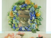 笠間市愛猫ぽぽちゃん