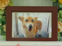 茨城町愛犬タロウちゃん