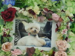 水戸市愛犬はな(華)ちゃん