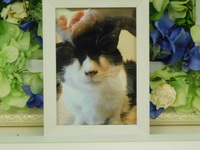 笠間市愛猫ヨツバちゃん