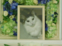 常陸太田市愛猫まるちゃん