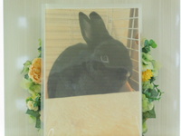 水戸市愛兎ポンちゃん