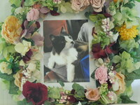 桜川市愛猫幸之助ちゃん