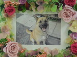 常陸太田市愛犬りゅうちゃん