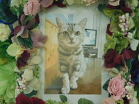 那珂市愛猫サンちゃん