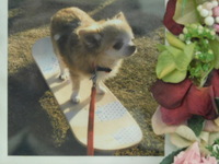 水戸市愛犬ミロちゃん