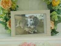 水戸市愛犬ココちゃん