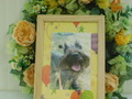 牛久市の愛犬りくちゃん