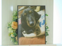 那珂市愛犬マロンちゃん