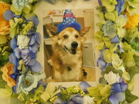 那珂市愛犬チップちゃん