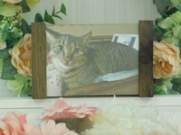 日立市愛猫おこげ（チョゲ）くん