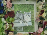 水戸市愛猫にゃーちゃん