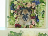 ひたちなか市愛犬ココアちゃん