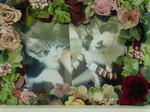 水戸市愛猫ふうちゃん