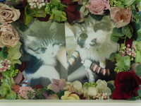 水戸市愛猫ふうちゃん