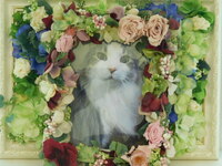 ひたちなか市愛猫哲ちゃん