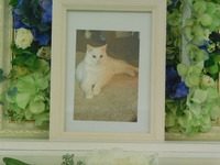 水戸市愛猫ボブ太郎ちゃん