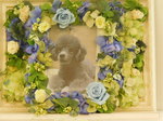 大洗町愛犬風(ふう)ちゃん