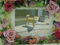 ひたちなか市愛犬ハナちゃん