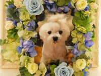 日立市愛犬チップちゃん