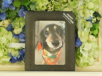 水戸市愛犬進之介ちゃん