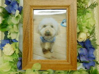 那珂市愛犬ジャムちゃん