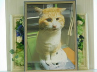 ひたちなか市愛猫どぶちゃん