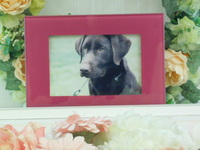 水戸市愛犬ショコちゃん