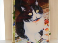 水戸市の愛猫ラッキーちゃん