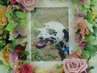 笠間市愛犬アッシュちゃん