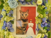 水戸市愛猫ミィちゃん