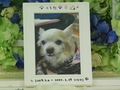 茨城町愛犬くうたちゃん