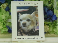 茨城町愛犬くうたちゃん