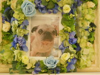 常陸大宮市愛犬マリーちゃん