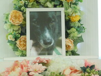 那珂市愛犬クロちゃん