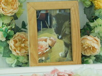 土浦市愛猫茶々ちゃん