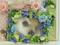 水戸市愛犬ひめちゃん