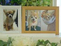 茨城町愛犬ハッピーちゃん